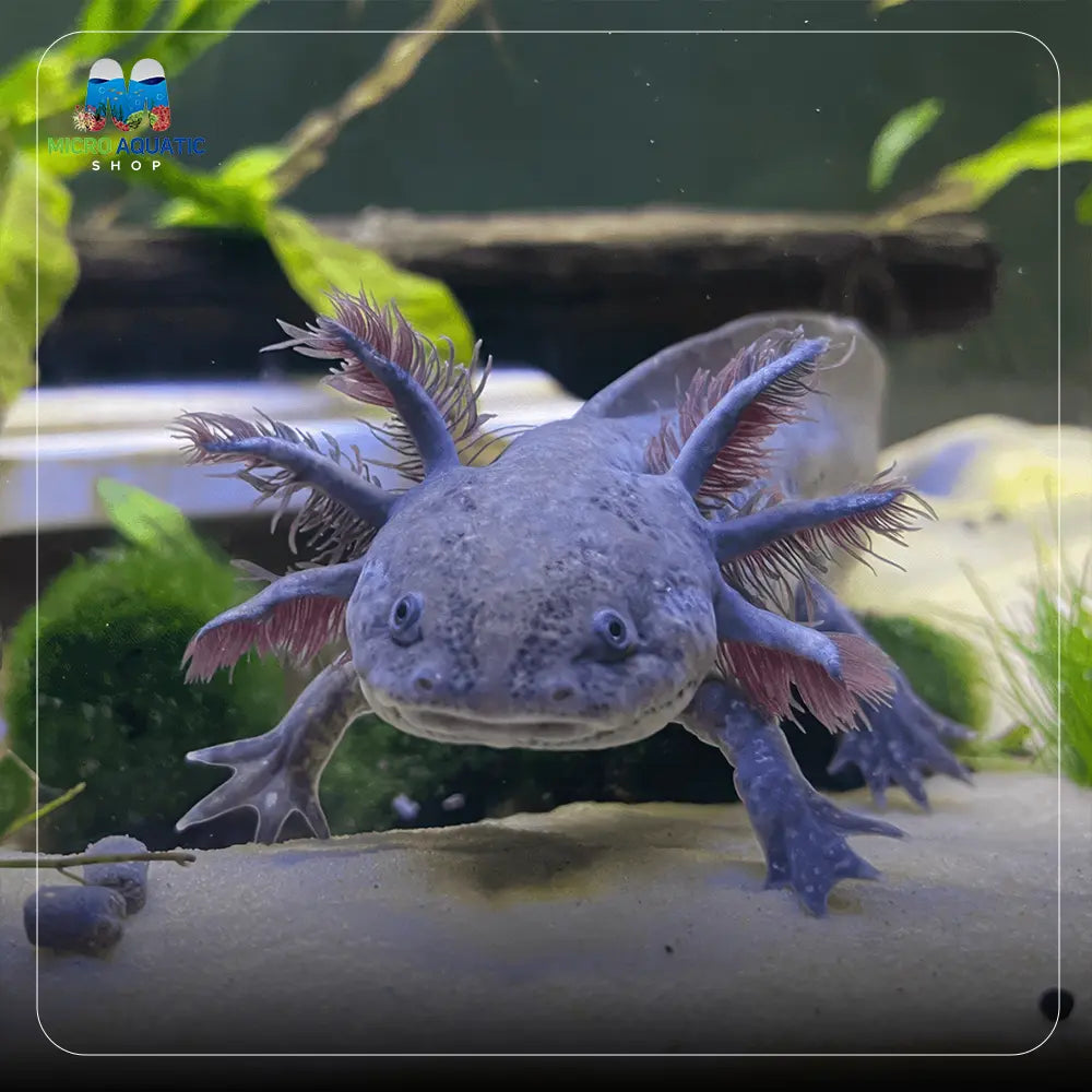 Axolots 12-15cm Micro Aquatic Shop