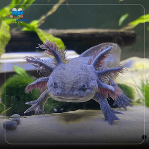 Axolots 12-15cm Micro Aquatic Shop