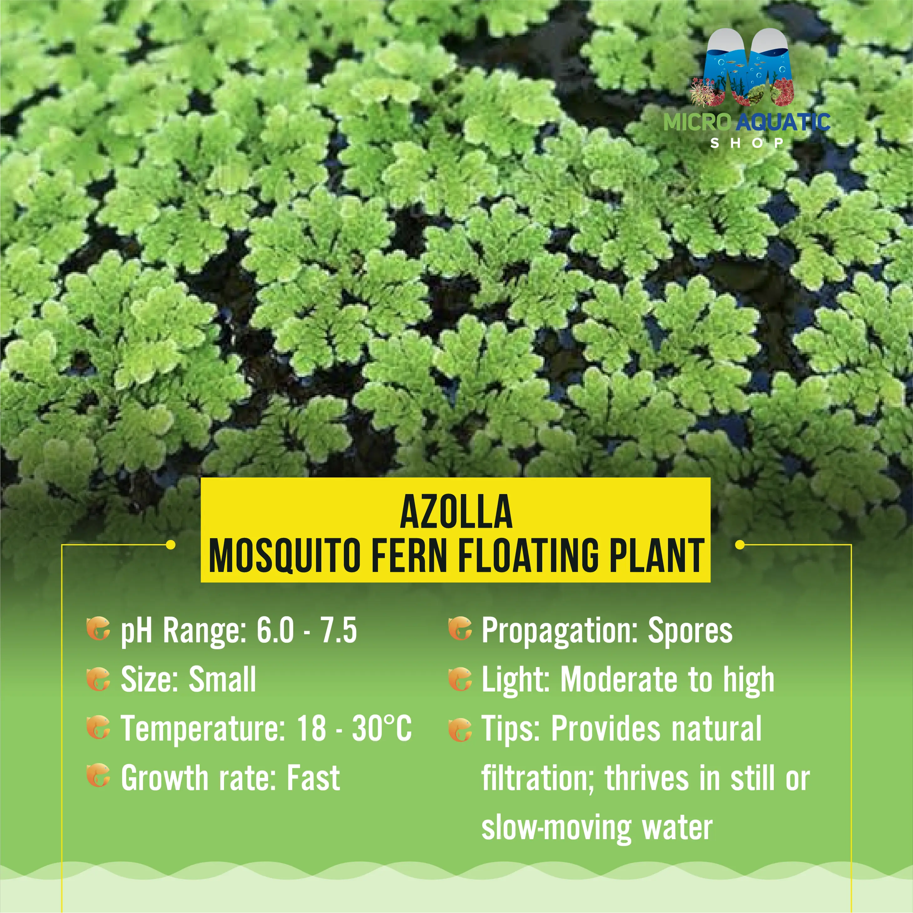 Flash Sale Floating Plant Azolla - Mosquito Fern Micro Aquatic Shop