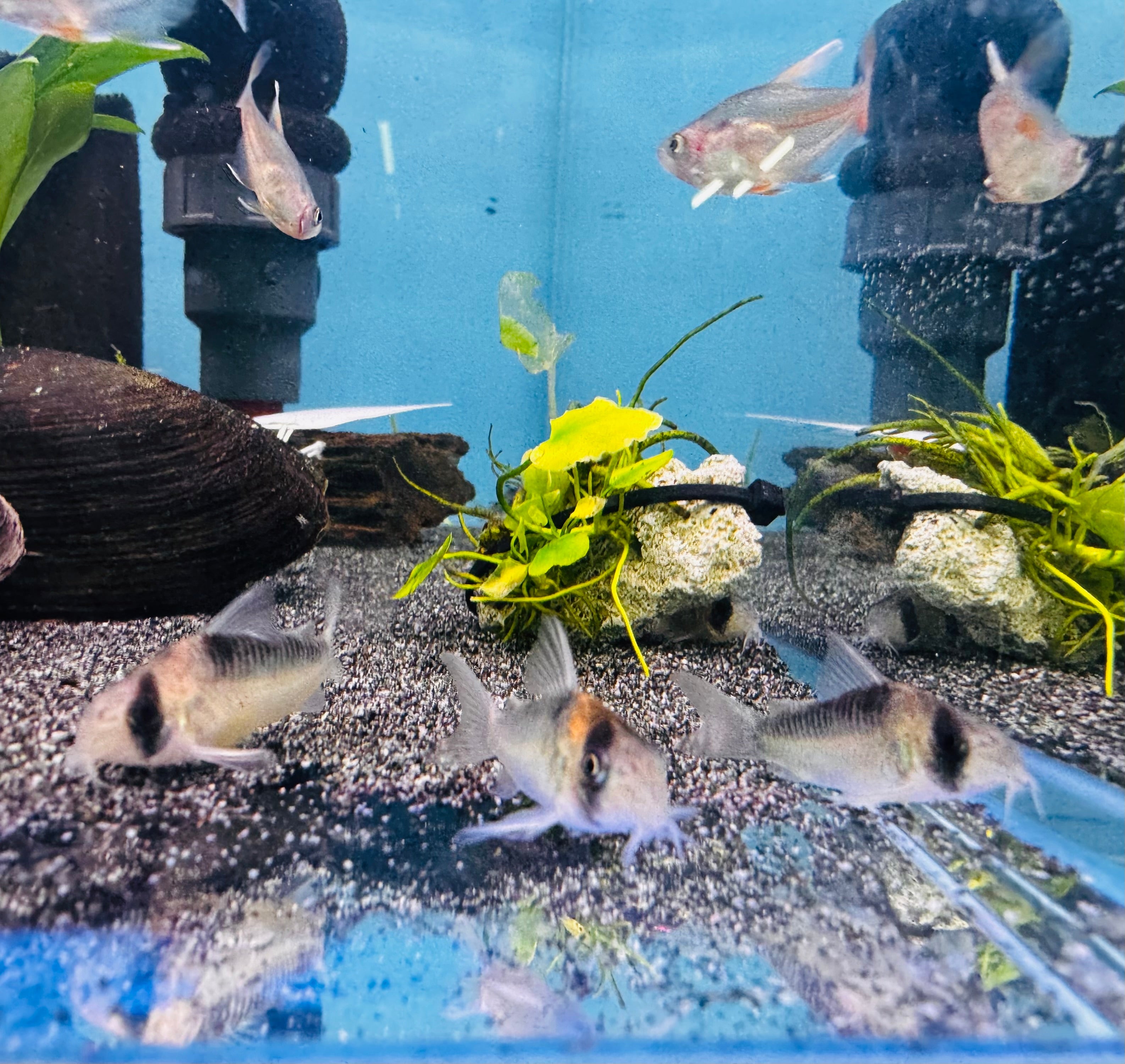 Corydoras Adolfoi 2.5cm Micro Aquatic Shop
