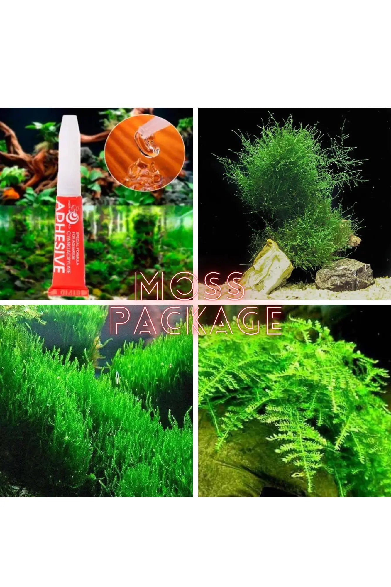 Java Moss - Xmas Moss - Flame Moss Package Micro Aquatic Shop