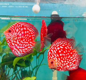 Discus - Random Color 7cm Nice Micro Aquatic Shop