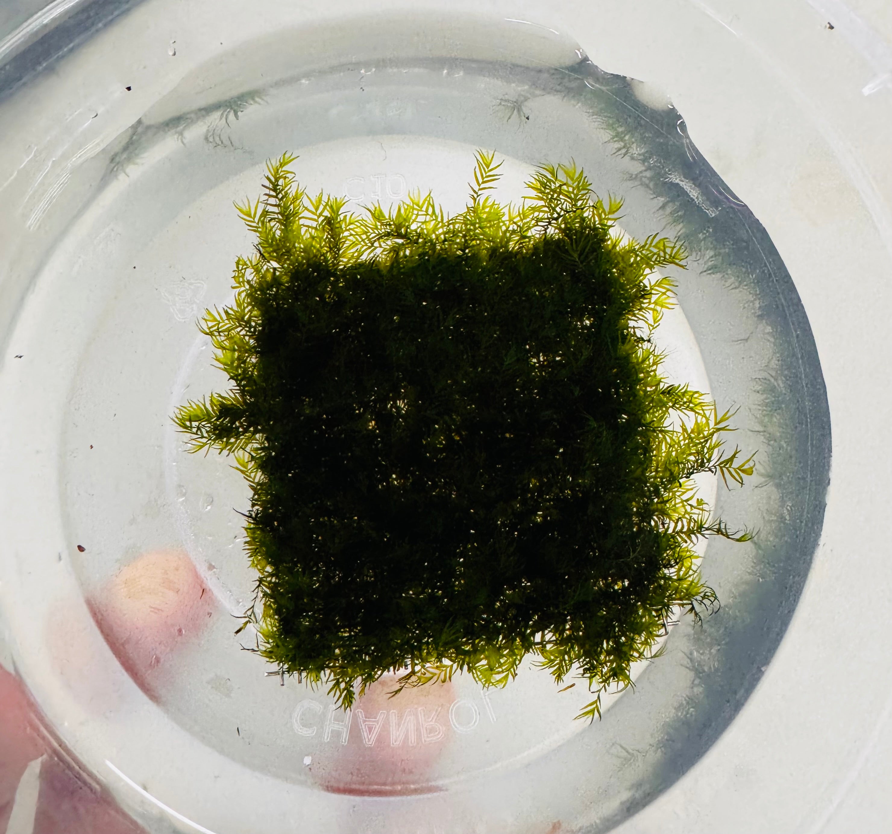 Fissidens fontanus - Phoenix Moss aka Us fissident
