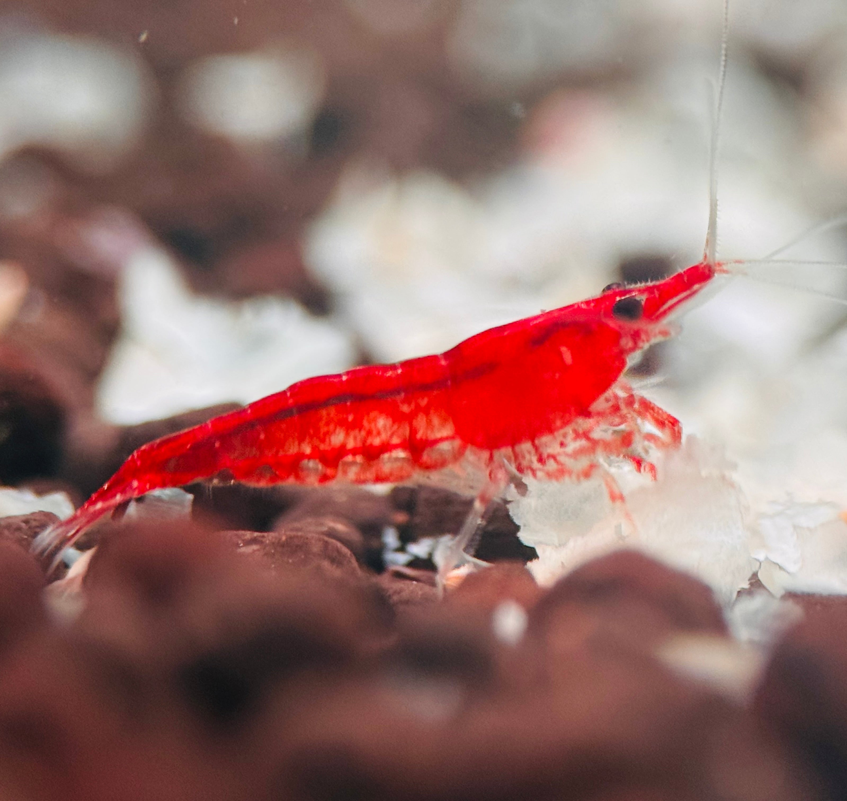 BUY 10 GET 5 FREE Cherry Shrimp - Red 1cm Micro Aquatic Shop