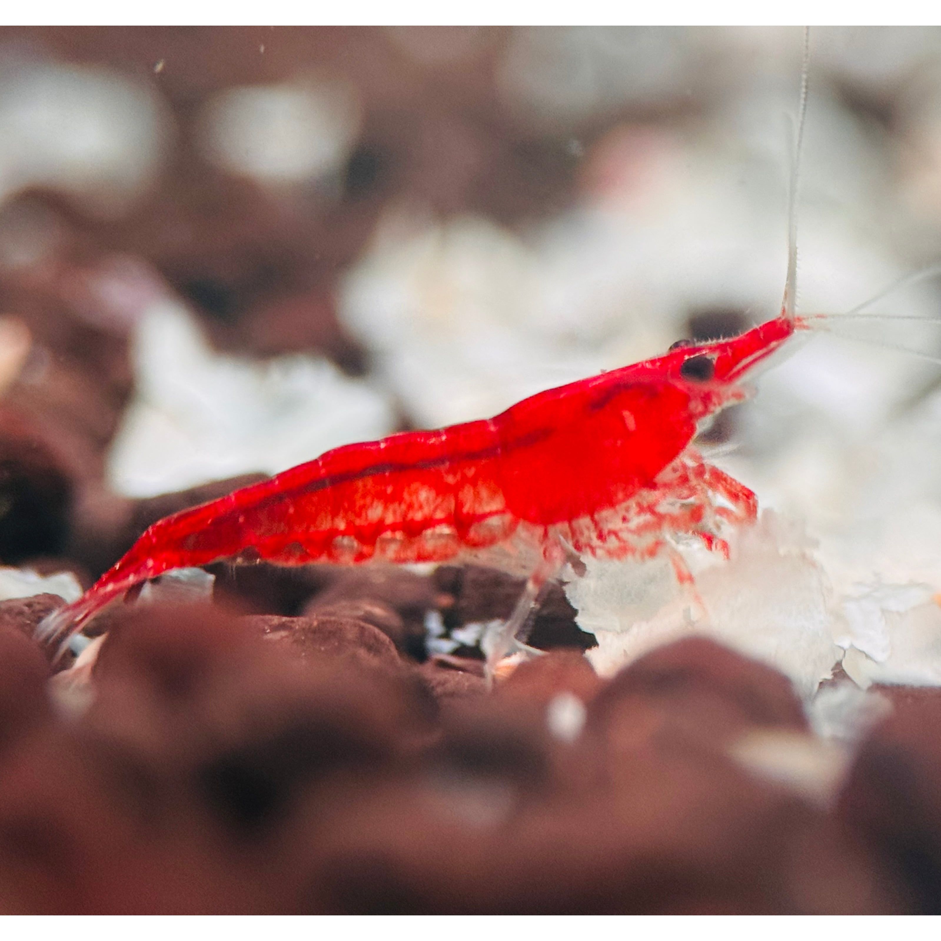 Cherry Shrimp - Red 1cm Micro Aquatic Shop