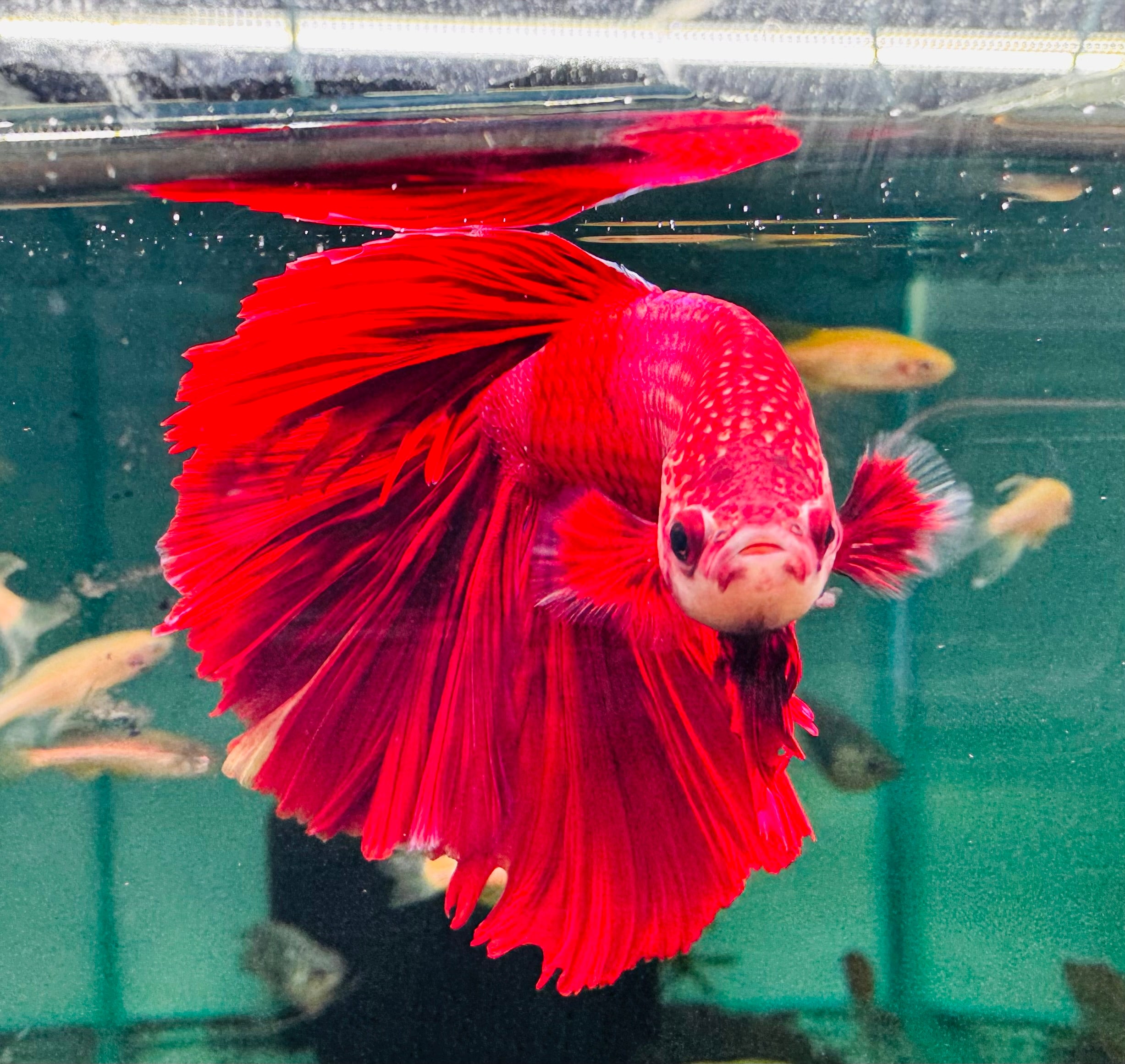 Betta Male - A Grade Half Moon 1