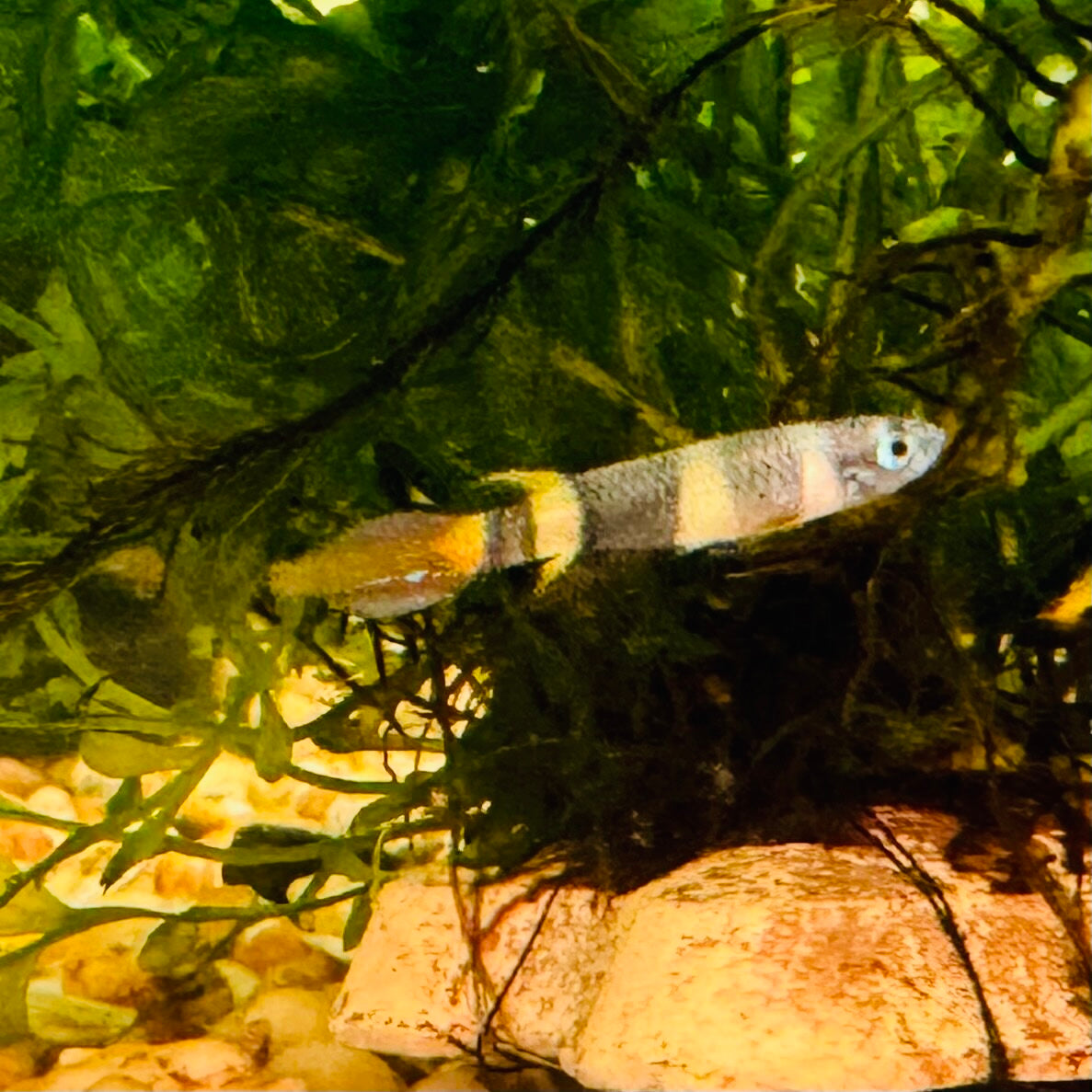 Clown Killifish - Epiplatys annulatus  2cm