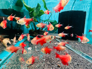 Tetra - Golden Flame 2cm Micro Aquatic Shop