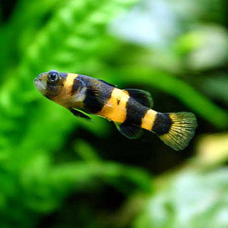 BUY 2 GET 1 FREE Bumble Bee Goby - Brachygobius Doriae 2cm Micro Aquatic Shop