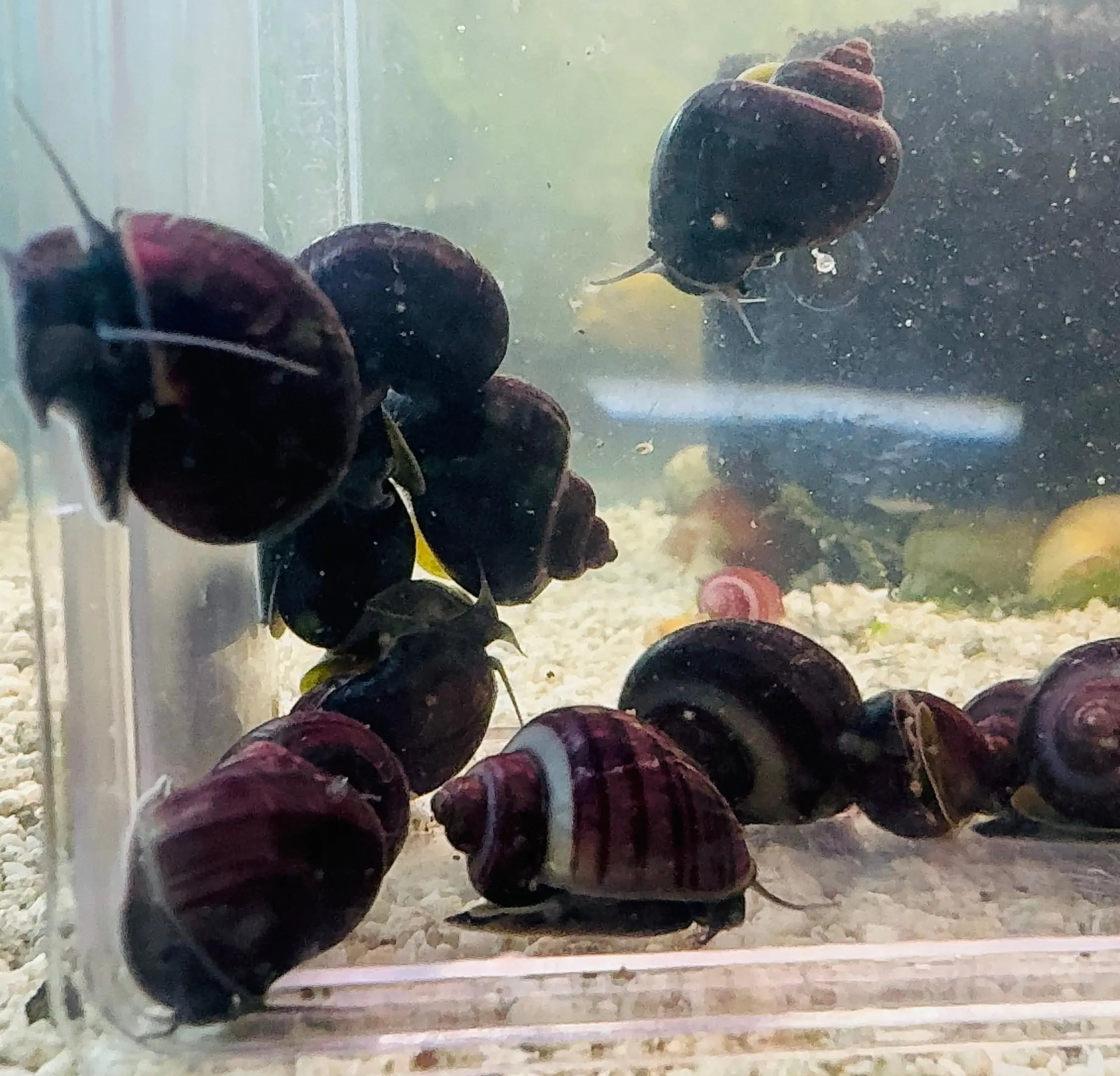 Rare Mystery Snail -Purple Micro Aquatic Shop