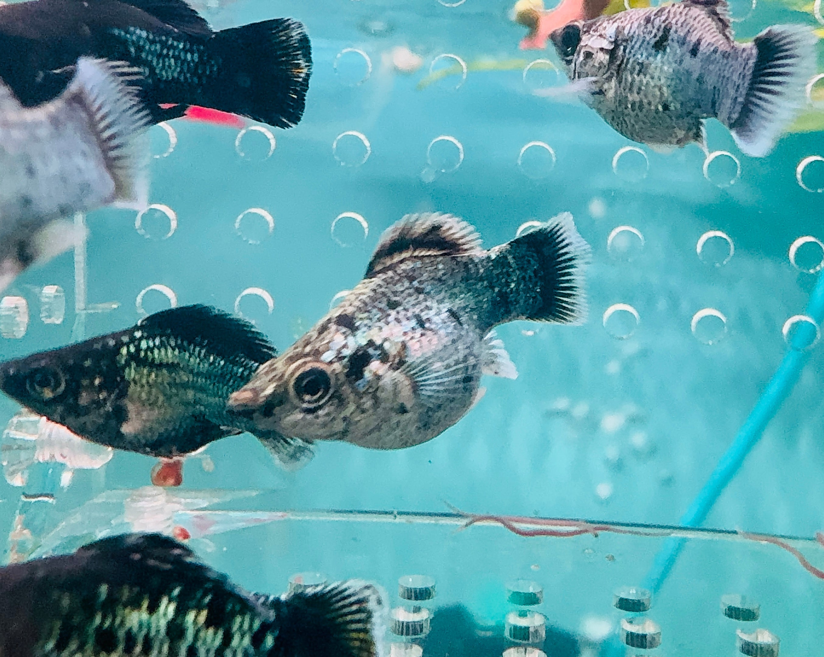 Mollies – Blue Metalic Balloon 3cm Micro Aquatic Shop