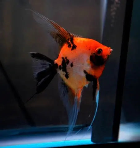 Angel Fish - German Red Devil Angel Rare 5cm Micro Aquatic Shop