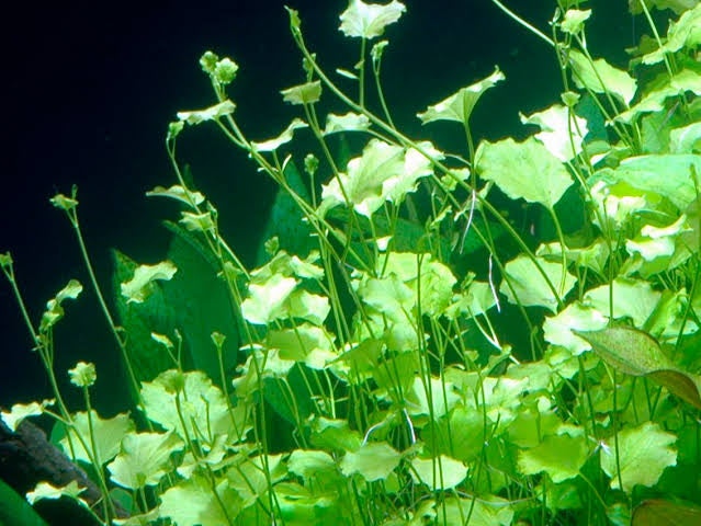 Cardamine Lyrata -Japanese Cress Micro Aquatic Shop