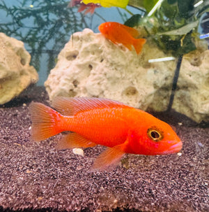 Fire Red Peacock Cichlid 5cm Micro Aquatic Shop