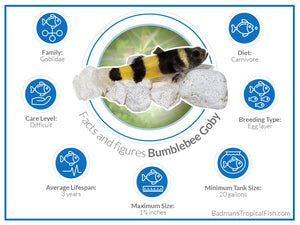BUY 2 GET 1 FREE Bumble Bee Goby - Brachygobius Doriae 2cm Micro Aquatic Shop