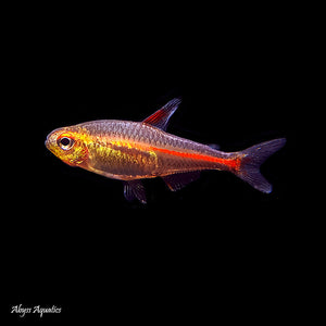 Buy 10 Get 5 Free Glowlight Tetra 3cm Micro Aquatic Shop
