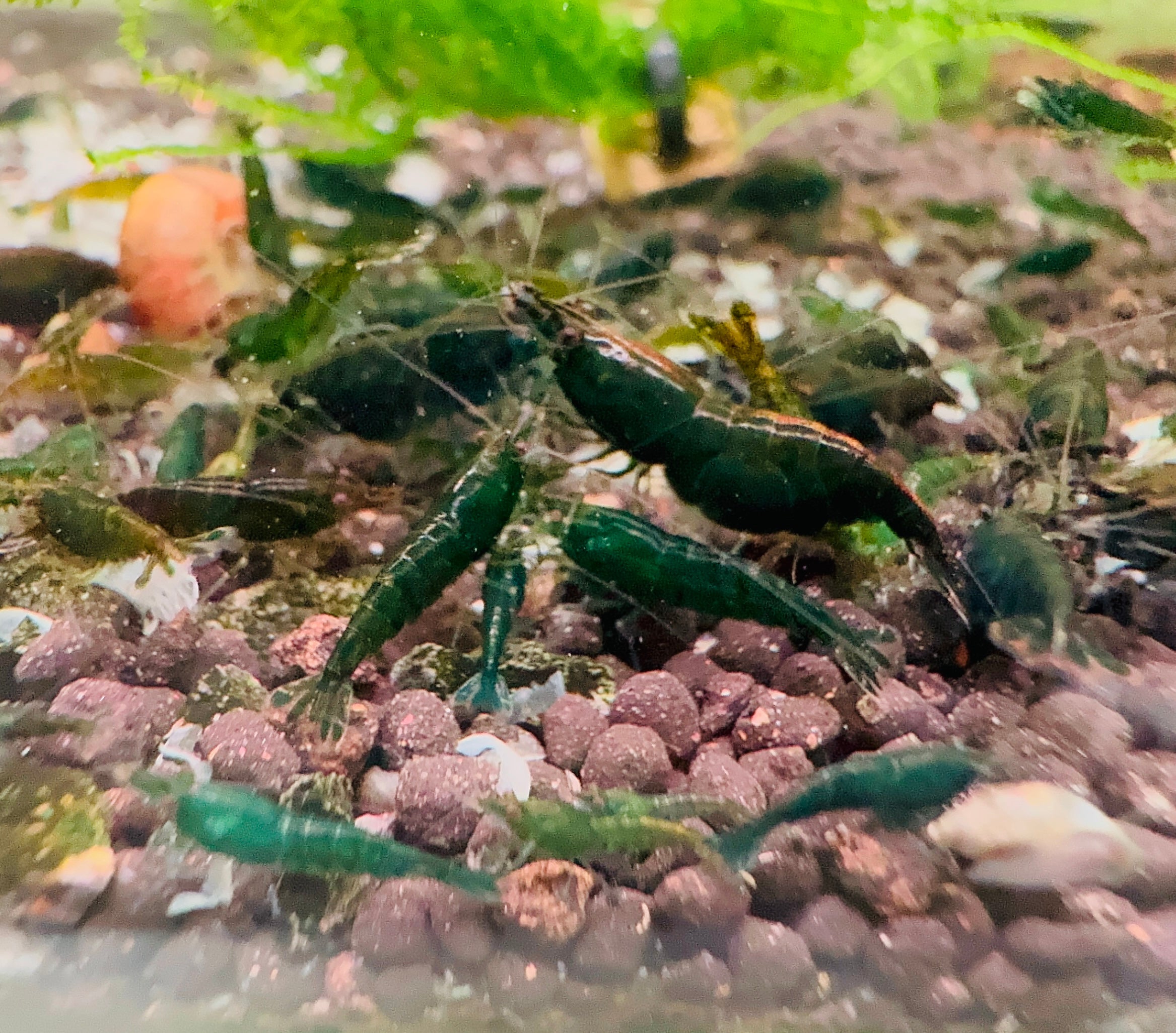 BUY 10 GET 5 FREE Cherry Shrimp - Emerald Green 1cm *RARE* Micro Aquatic Shop