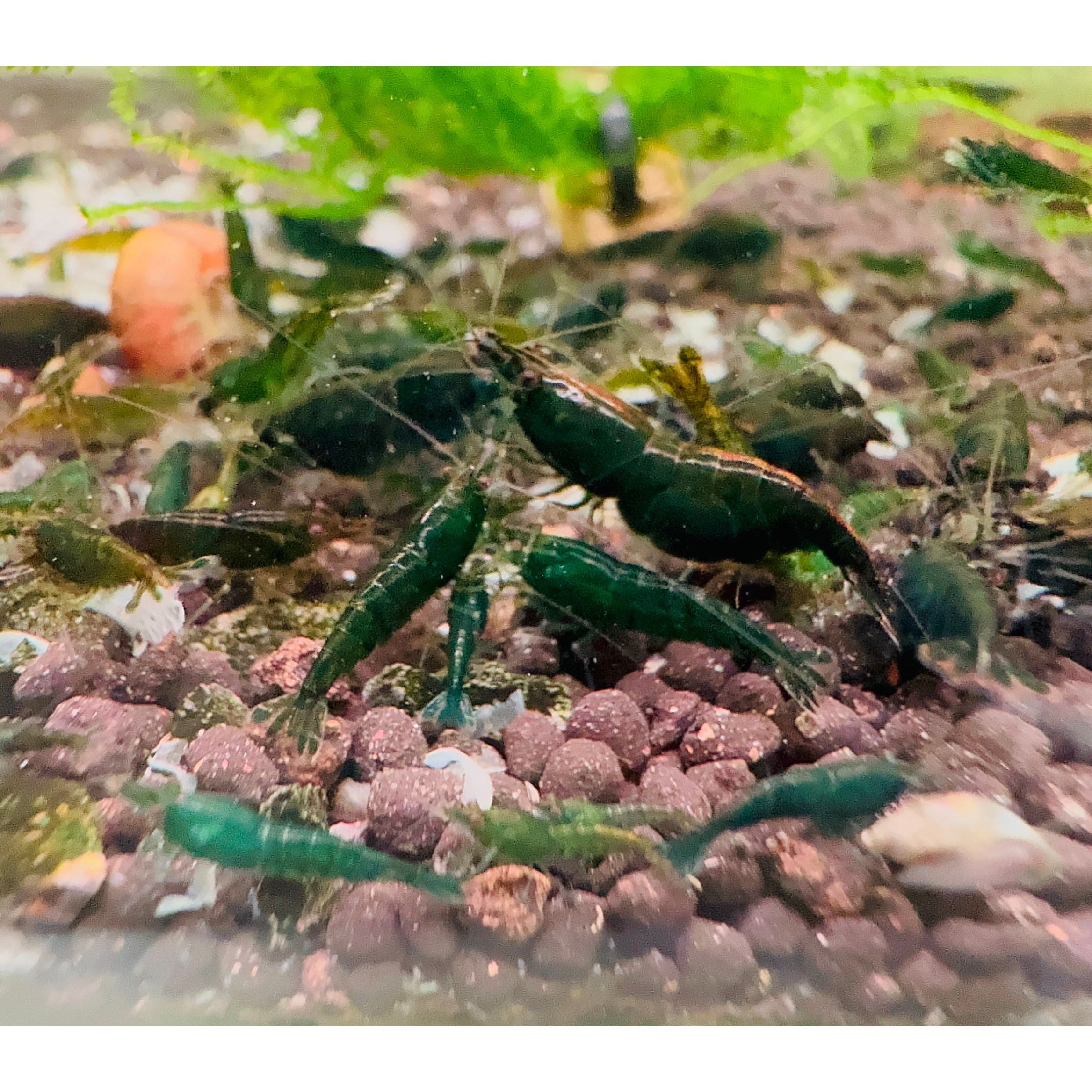 Cherry Shrimp - Emerald Green 1cm *RARE* Micro Aquatic Shop