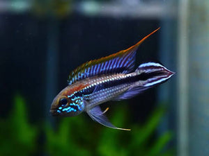 Dwarf American Cichlid - -Apistogramma Agassiz 'Tefe Blue Pearl' - Rare Micro Aquatic Shop