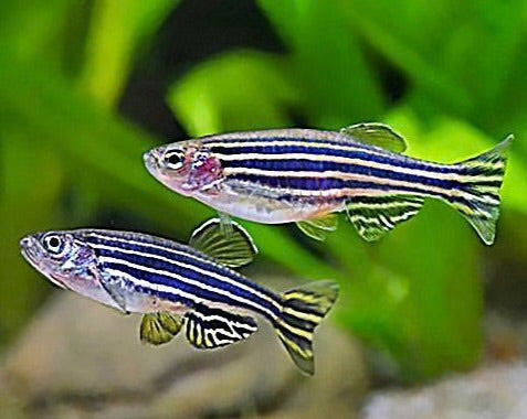 Danio - Zebra 3cm