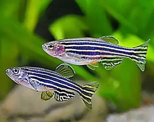 Danio - Zebra 3cm Micro Aquatic Shop