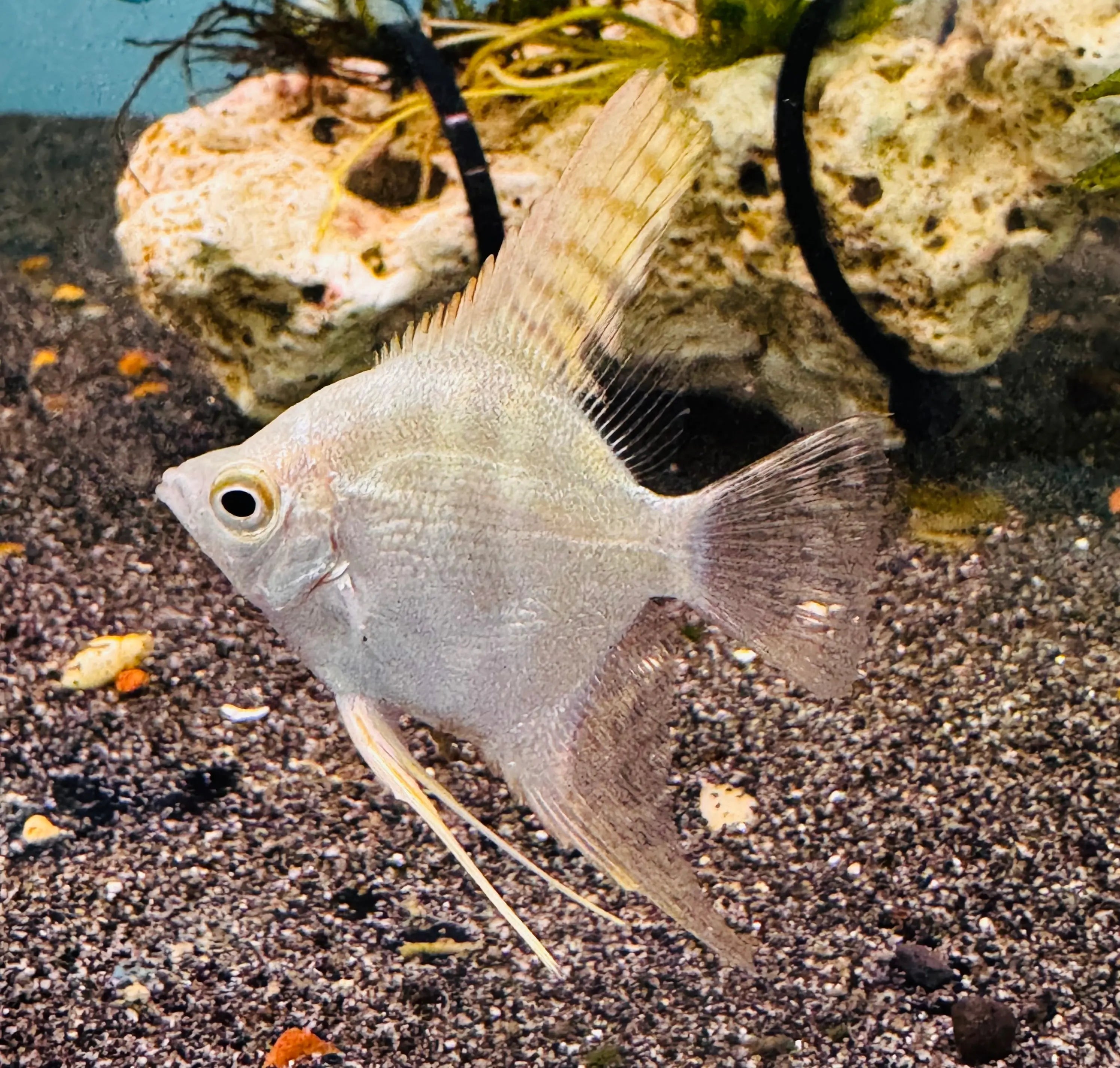 Assorted Angel Fish 4cm Micro Aquatic Shop