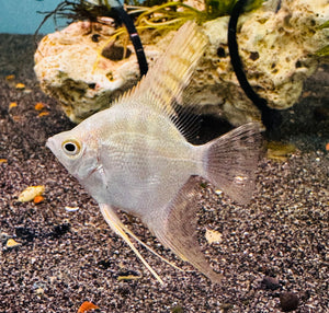 Assorted Angel Fish 4cm Micro Aquatic Shop