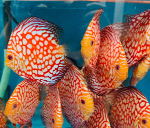 Discus - Red checkerboard 11cm Show Micro Aquatic Shop