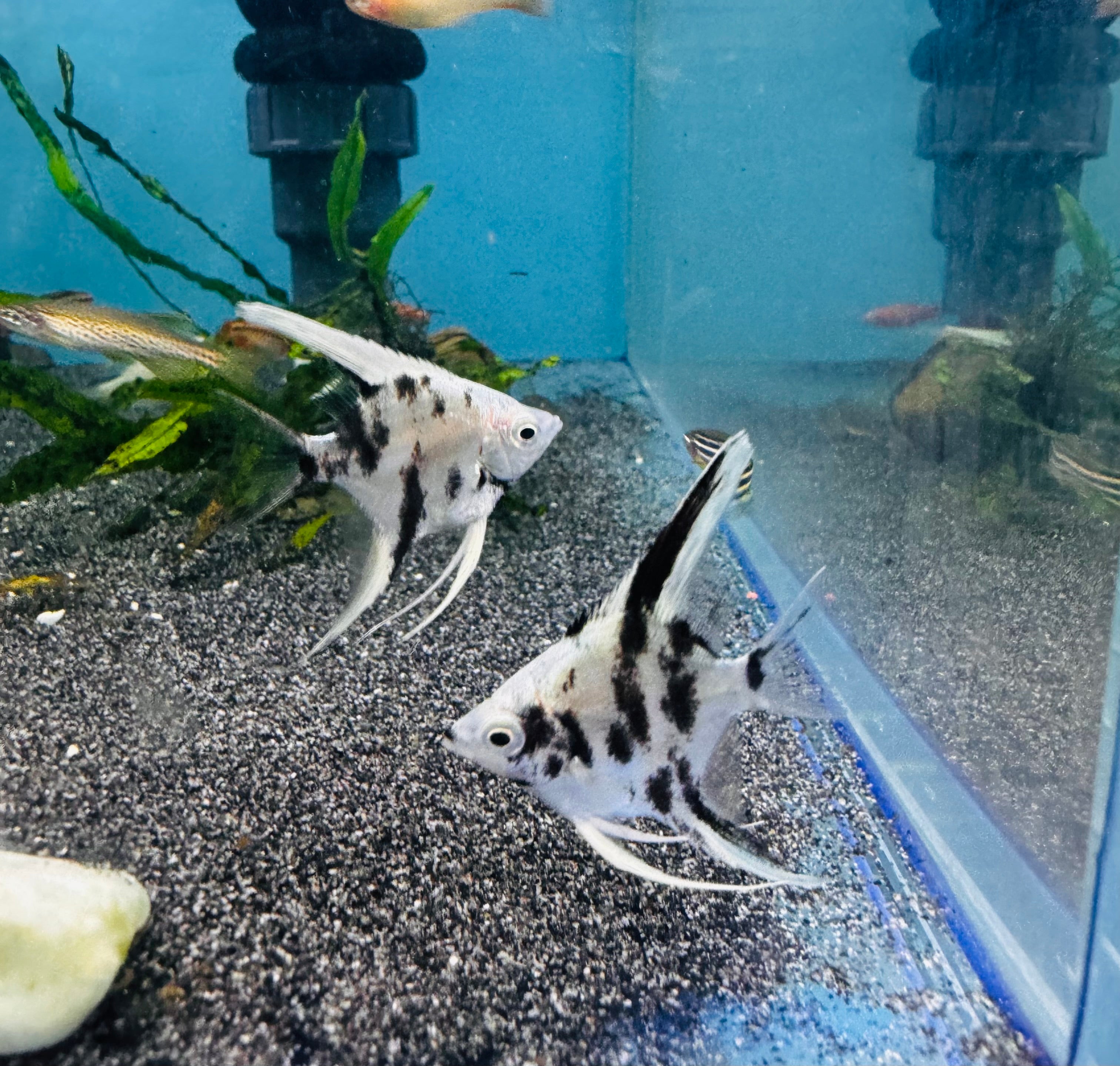 Angel Fish - Panda Angel 4cm