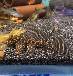 L001 Gold Spotted Plecotomus Micro Aquatic Shop