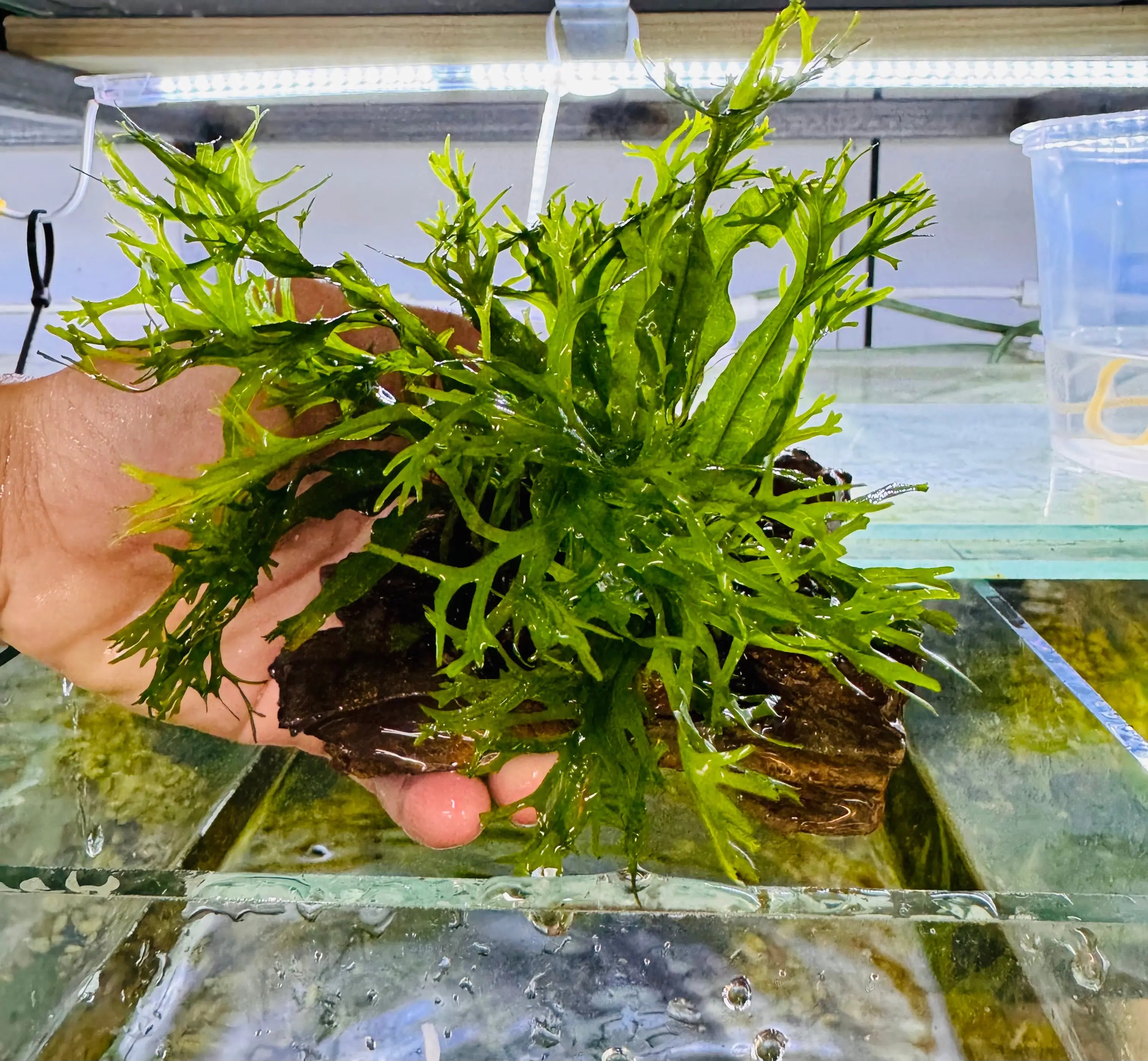 On Rock - Windelov Java Fern Micro Aquatic Shop