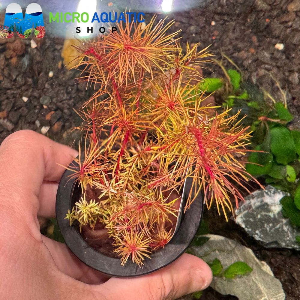 Myriophyllum 'Guyana'