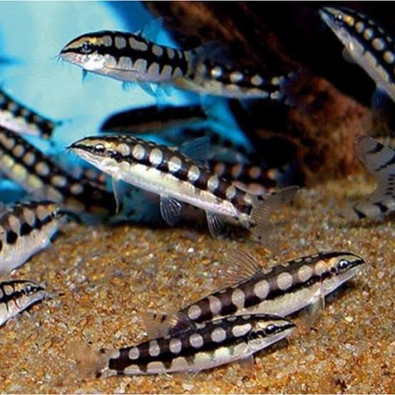 Dwarf Chain Loach - Sidthimunki Loach Micro Aquatic Shop