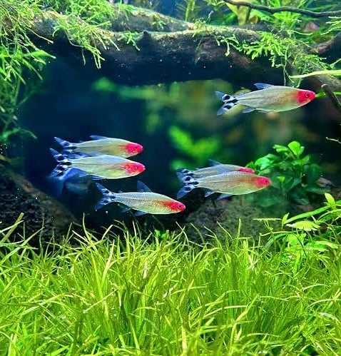 Buy 10 Get 5 Free Rummy Nose Tetra (3cm) - Stress Indicator Fish for Healthy Tanks Micro Aquatic Shop