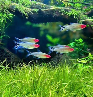 Tetra - Rummy Nose 3cm Micro Aquatic Shop