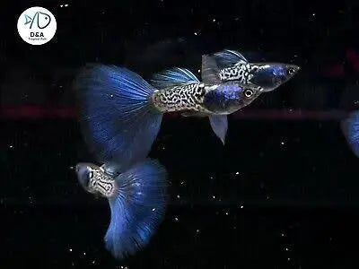 Guppy - Blue Metalic Pair Micro Aquatic Shop