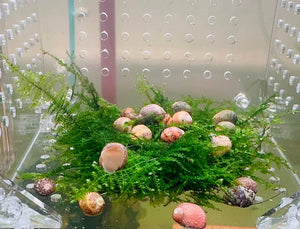 Nerite Snail | Algae Eater for Aquariums Micro Aquatic Shop