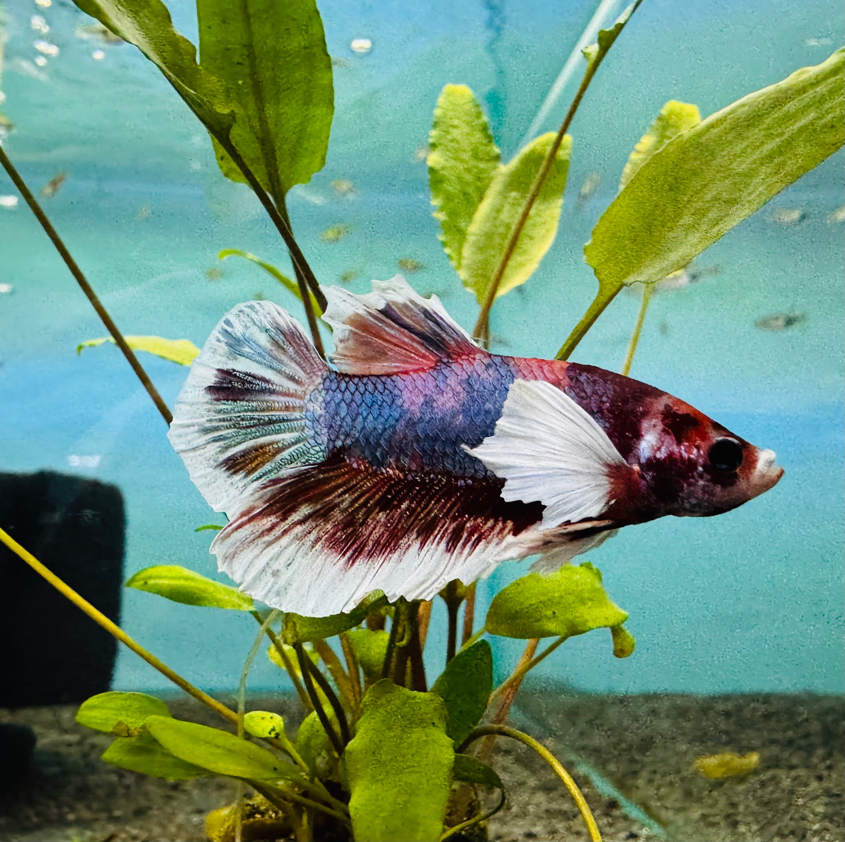 Premium Dumbo Male Betta A3
