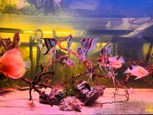 Immunity Booster - Happy and Healthy Fish Micro Aquatic Shop