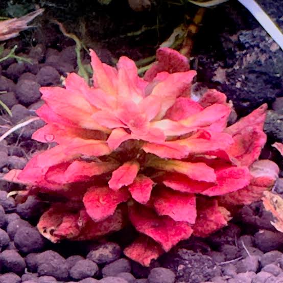 Ludwigia sphaerocarpa 'Mini' Micro Aquatic Shop