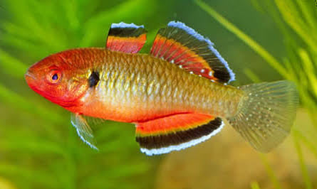 Australian Native – Empire Gudgen (Hypseleotris Compressa ) 
4cm