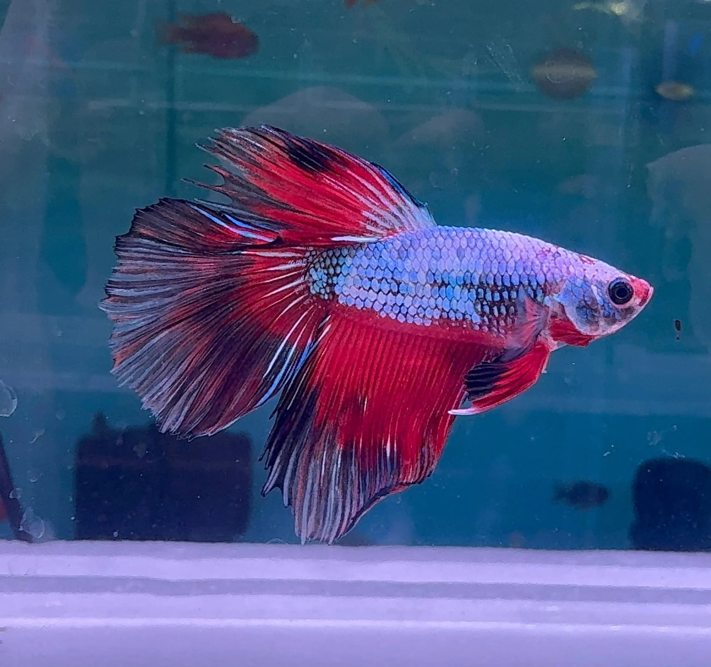 Betta Male - Rainbow Color C1 Micro Aquatic Shop
