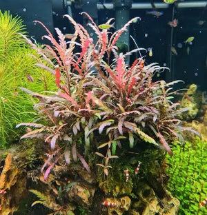 Hygrophila Pinnatifida - Fern-Leaf Swampweed Micro Aquatic Shop