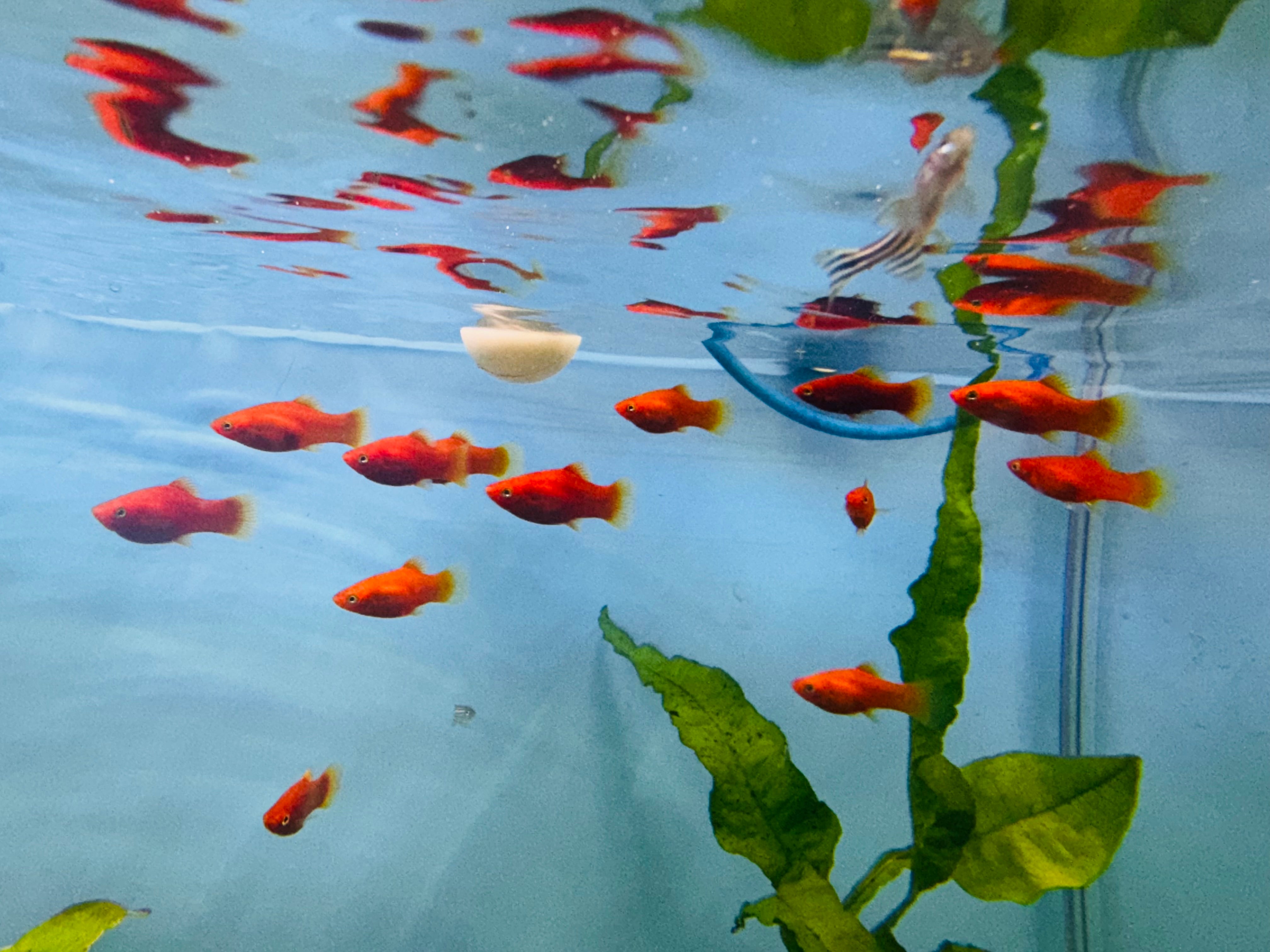 Platies - Blood red Platy (Xiphophorus variatus) 3cm