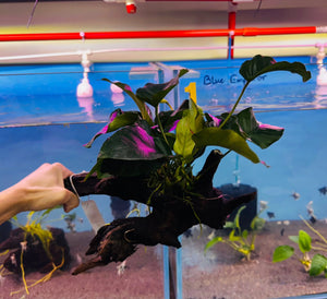 Anubias on Large Driftwood 30cm Micro Aquatic Shop