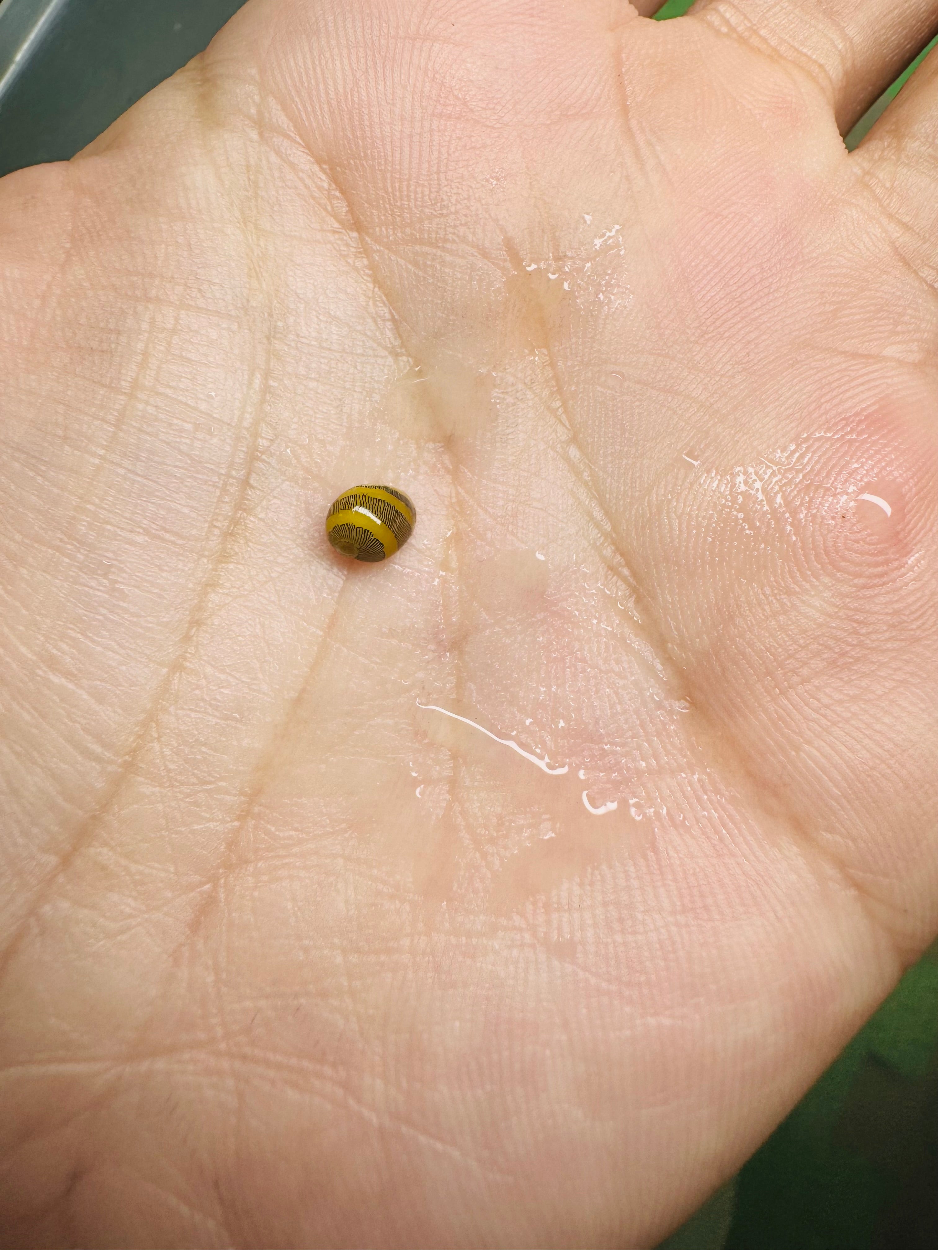Nerite Snail | Algae Eater for Aquariums