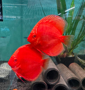 Discus - Albino Red 9cm Nice Micro Aquatic Shop