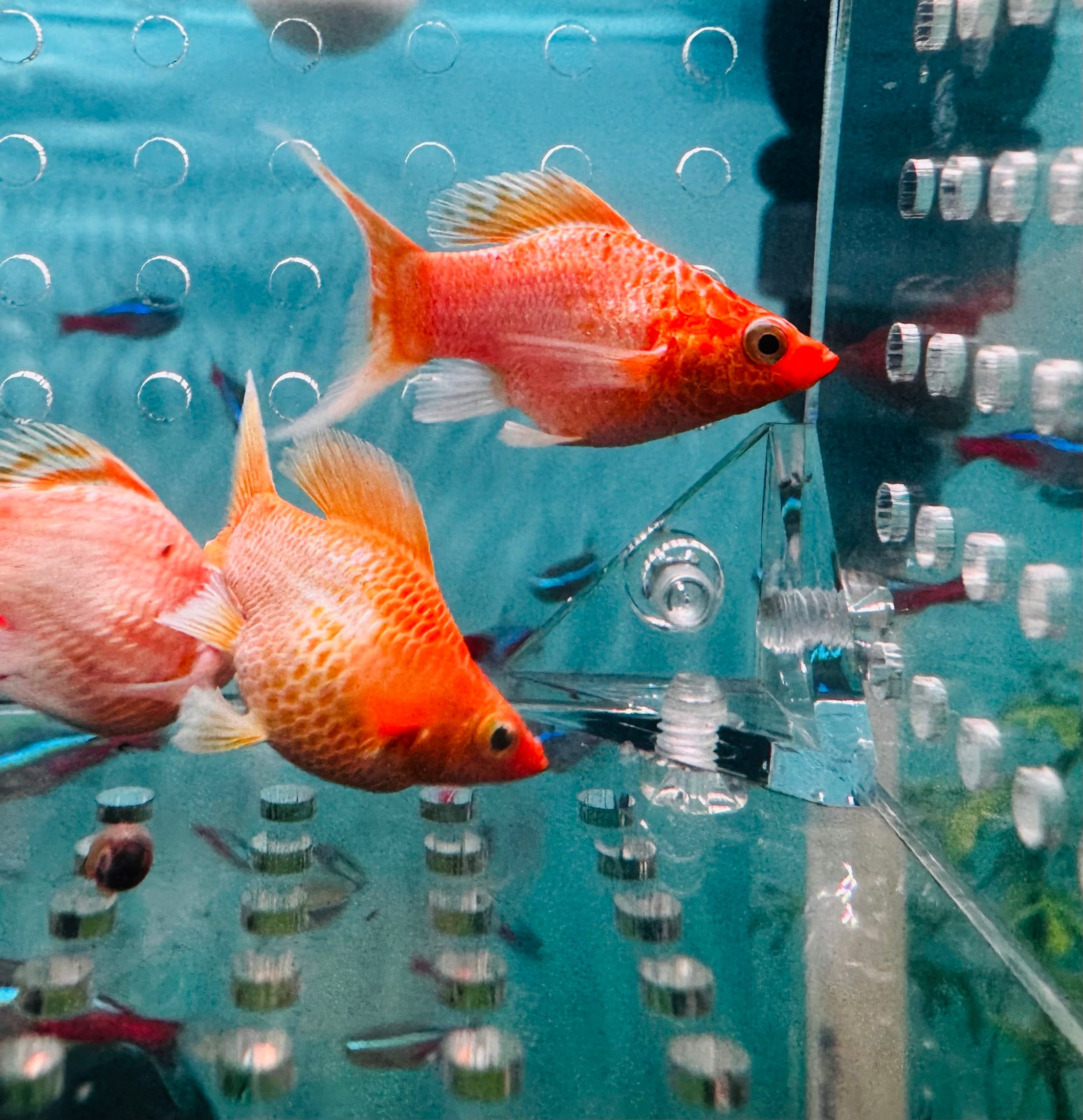 Mollies – Lyretail Glowlight Balloon 3cm Micro Aquatic Shop