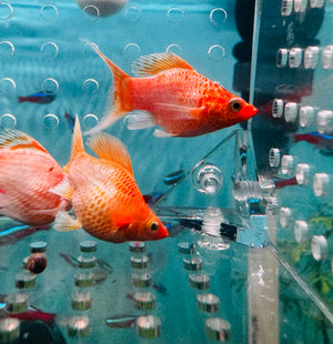 Mollies – Lyretail Glowlight Balloon 3cm Micro Aquatic Shop