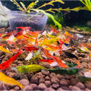 Cherry Shrimp - Mix Colour 1cm Micro Aquatic Shop